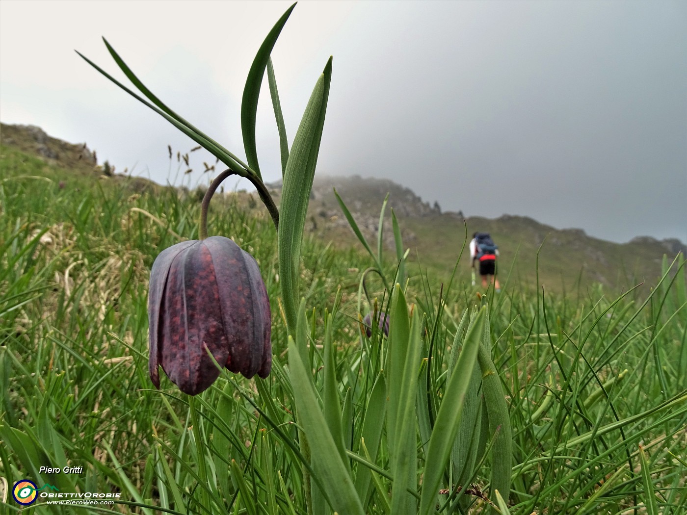 79 E reincontriamo le fritillarie  (Fritillaria meleagris) poco dopo la Baita Venturosa .JPG